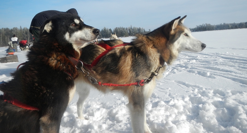 learn to dog sled